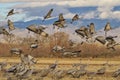 Sandhill cranes take off from New Mexico field Royalty Free Stock Photo