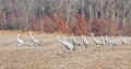 Sandhill Cranes Walk Across a Cornfield Royalty Free Stock Photo