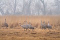 Sandhill Cranes on a foggy day near the Platte River