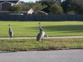 3 Sandhill Cranes