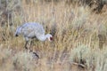 Sandhillcrane Royalty Free Stock Photo