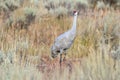 Sandhillcrane Royalty Free Stock Photo
