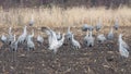 Sandhills dance in the Farm