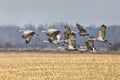 Sandhill Cranes Take Flight En Masse Royalty Free Stock Photo