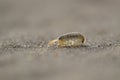 Sandhopper, Talitridae, walking, moving, jumping on sand on a scottish beach in June.