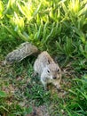 SanDiego Beach Animals, Ocean, and Squirrel