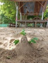 Sandman on the beach