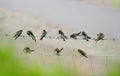 Sandmartins, preening (Riparia riparia)