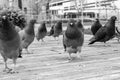 Group Or Flock Of Wild Pigeons On The Boardwalk in Sandnes Harbour