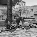 Group Or Flock Of Wild Pigeons On The Boardwalk in Sandnes Harbour