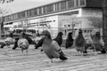 Group Or Flock Of Wild Pigeons On The Boardwalk in Sandnes Harbour