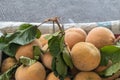 Sandoricum koetjape santol or cottonfruit is a tropical fruit grown in Southeast Asia