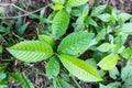 Sandpaper tree leaf is widely used as a natural sandpaper and as a valuable medicinal plant