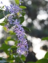 Sandpaper Vine Purple Wreath flower bunch purple bouquet beautiful petal blooming in garden on blurred of nature background Royalty Free Stock Photo