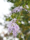 Sandpaper Vine Purple Wreath flower bunch purple bouquet beautiful petal blooming in garden on blurred of nature background Royalty Free Stock Photo