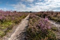 Flowering heathlands in the Netherlands Royalty Free Stock Photo