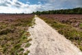 Flowering heathlands in the Netherlands Royalty Free Stock Photo