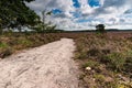 Flowering heathlands in the Netherlands Royalty Free Stock Photo