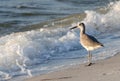 Sandpiper Royalty Free Stock Photo