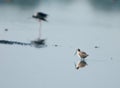 Sandpiper Royalty Free Stock Photo