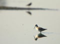 Sandpiper Royalty Free Stock Photo