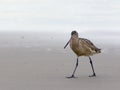 Sandpiper Royalty Free Stock Photo