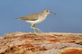 Sandpiper, Actitis macularia, sea water bird in the nature habitat. Animal on the ocean coast. White bird in the sand beach. Beaut Royalty Free Stock Photo