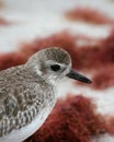 Sandpiper on the Beach Royalty Free Stock Photo