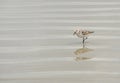 Sandpiper bird at beach