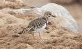 Sandpiper on the beach at Cape Cross