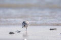 Sandpiper on the Beach Royalty Free Stock Photo