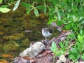 Sandpiper at Ding Darling wildlife refuge in Sanibel Florida