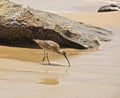 Sandpiper bird Royalty Free Stock Photo