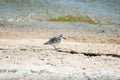 Sandpiper bird runs and feeds on the shore