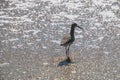 Sandpiper bird walking away in shallow water of the ocean on a beach. Royalty Free Stock Photo