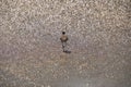 Sandpiper bird walking away in shallow water of the ocean on a beach. Royalty Free Stock Photo