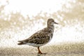 Sandpiper Bird at the Waterline During Sunset Golden Hour