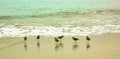 Sandpiper birds foggy day California beach
