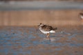 Sandpiper, Calidris minutilla, single bird standing in shallow water Royalty Free Stock Photo