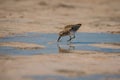 Sandpiper digging in soft sand of mexican pink lagoon