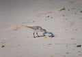 Sandpiper eating from a dead fish on the beach Royalty Free Stock Photo