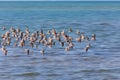 Sandpiper flight over blue sea Royalty Free Stock Photo