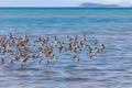 Sandpiper flight over blue sea Royalty Free Stock Photo