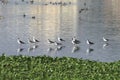 Sandpiper flock