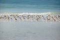 Sandpiper flock at a winter Siesta Key beach in Florida Royalty Free Stock Photo