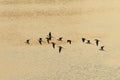 Sandpiper flocks flying Royalty Free Stock Photo