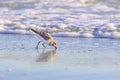 Sandpiper Foraging On The Beach Royalty Free Stock Photo