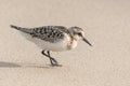 A sandpiper gingerly seeks food on the beach