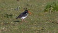 Sandpiper on green grass