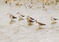 Sandpiper group of bastards Royalty Free Stock Photo